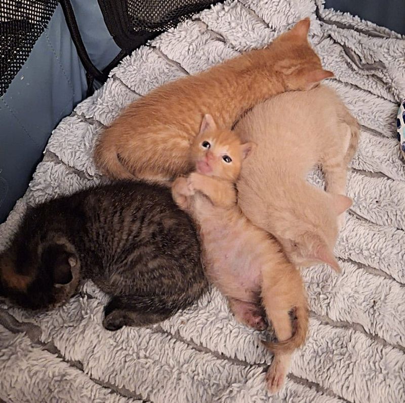 kittens snuggly pile