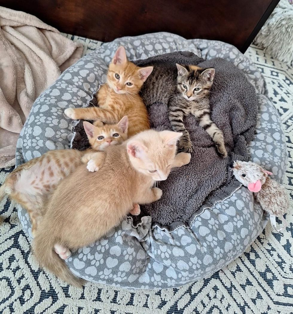 kittens cuddly pile