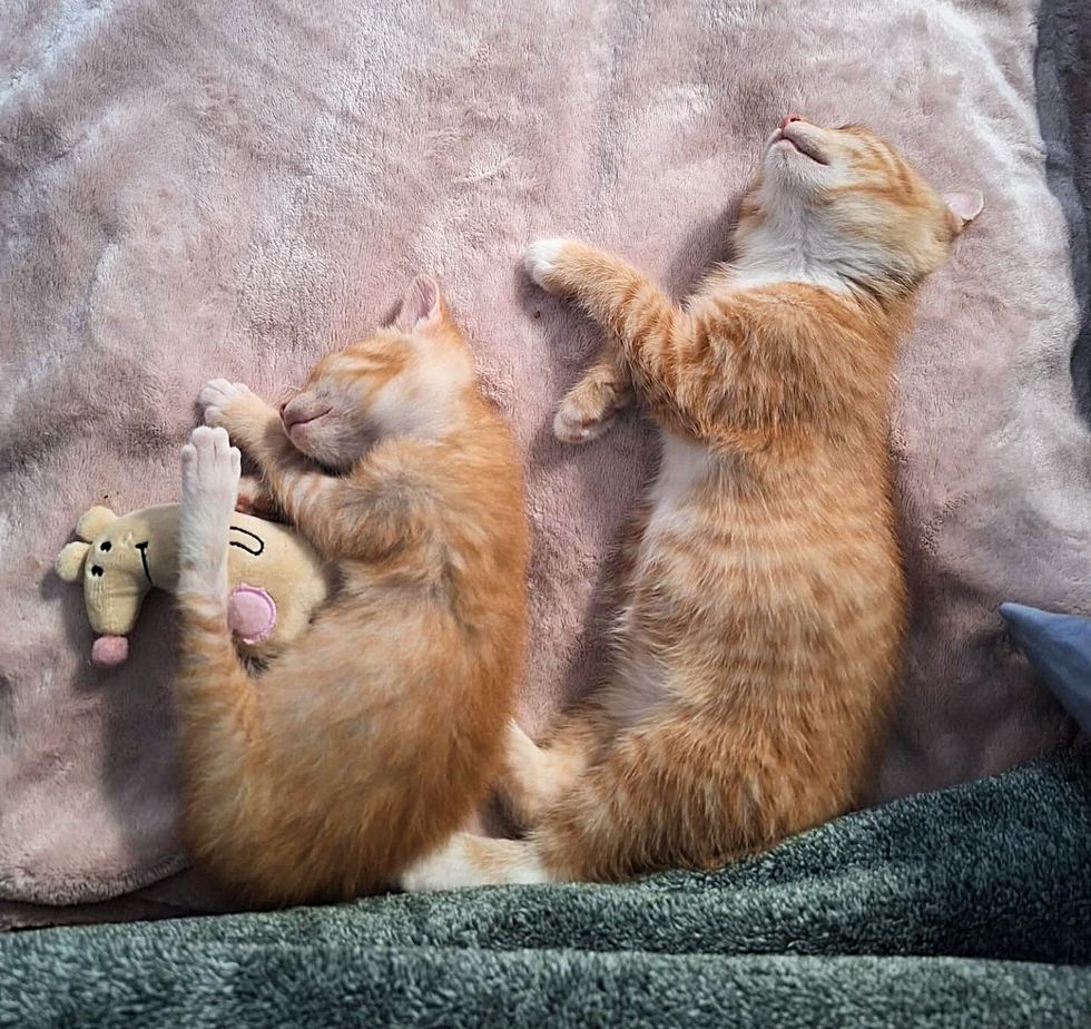 kittens sleeping best friends