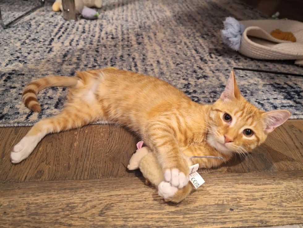 orange tripod kitten cat