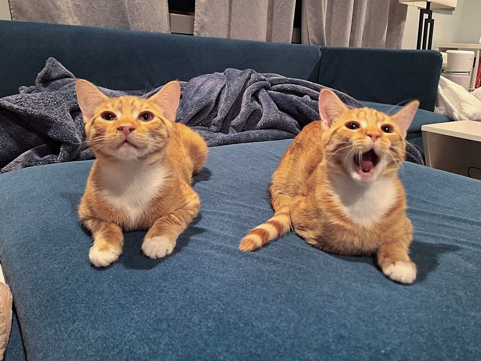 orange cats best friends