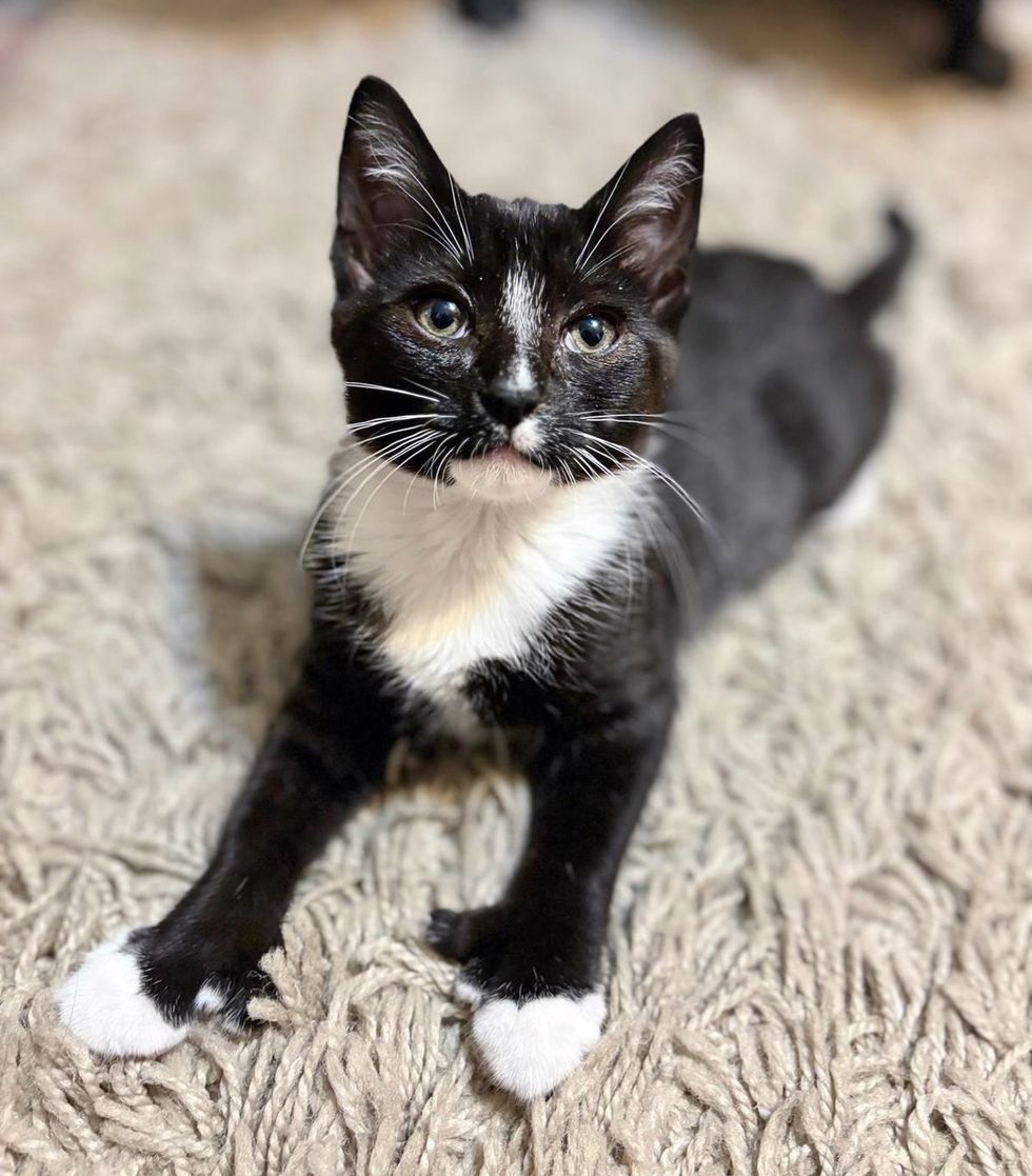 cute tuxedo kitten extra toes