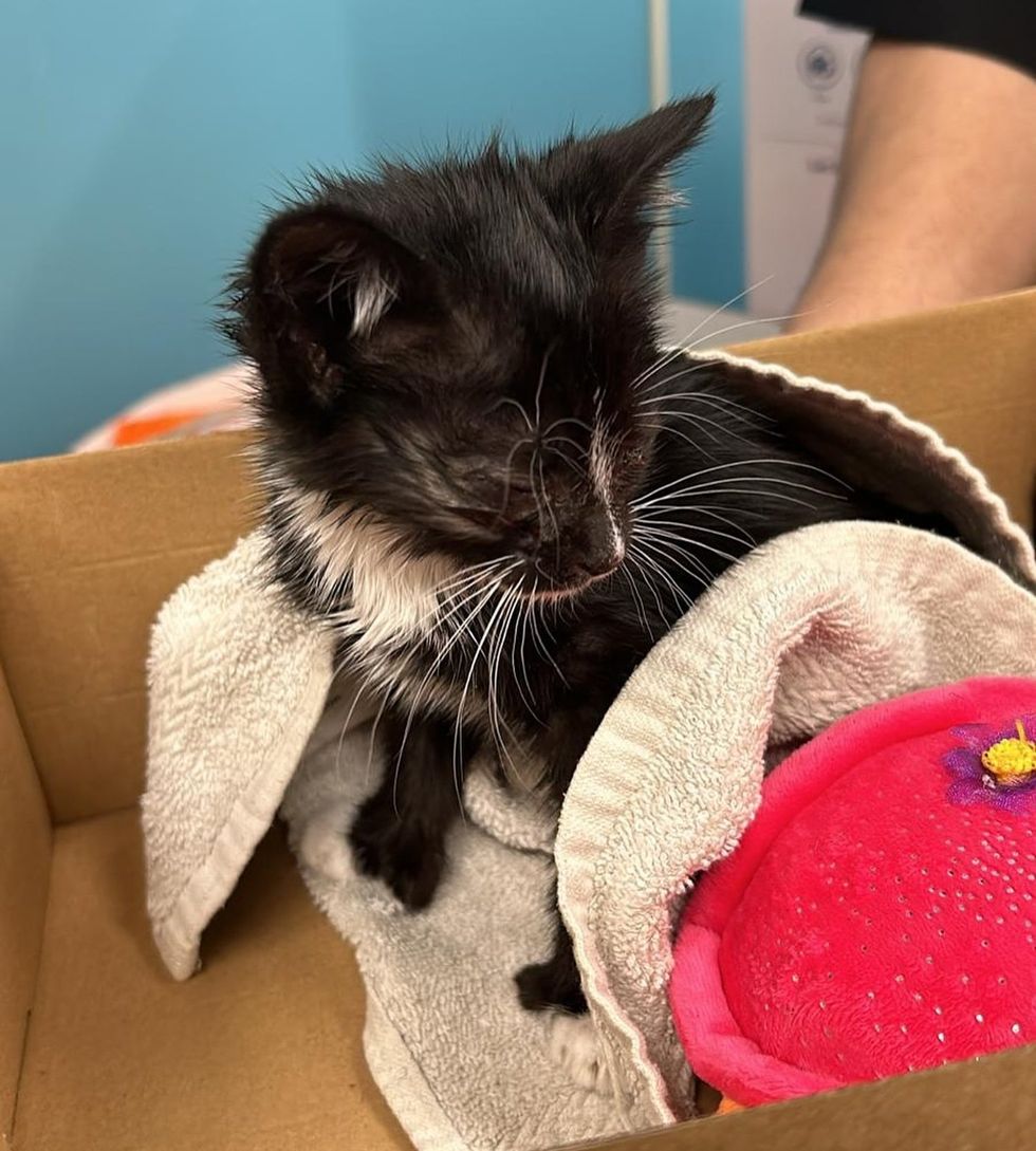 tuxedo stray kitten