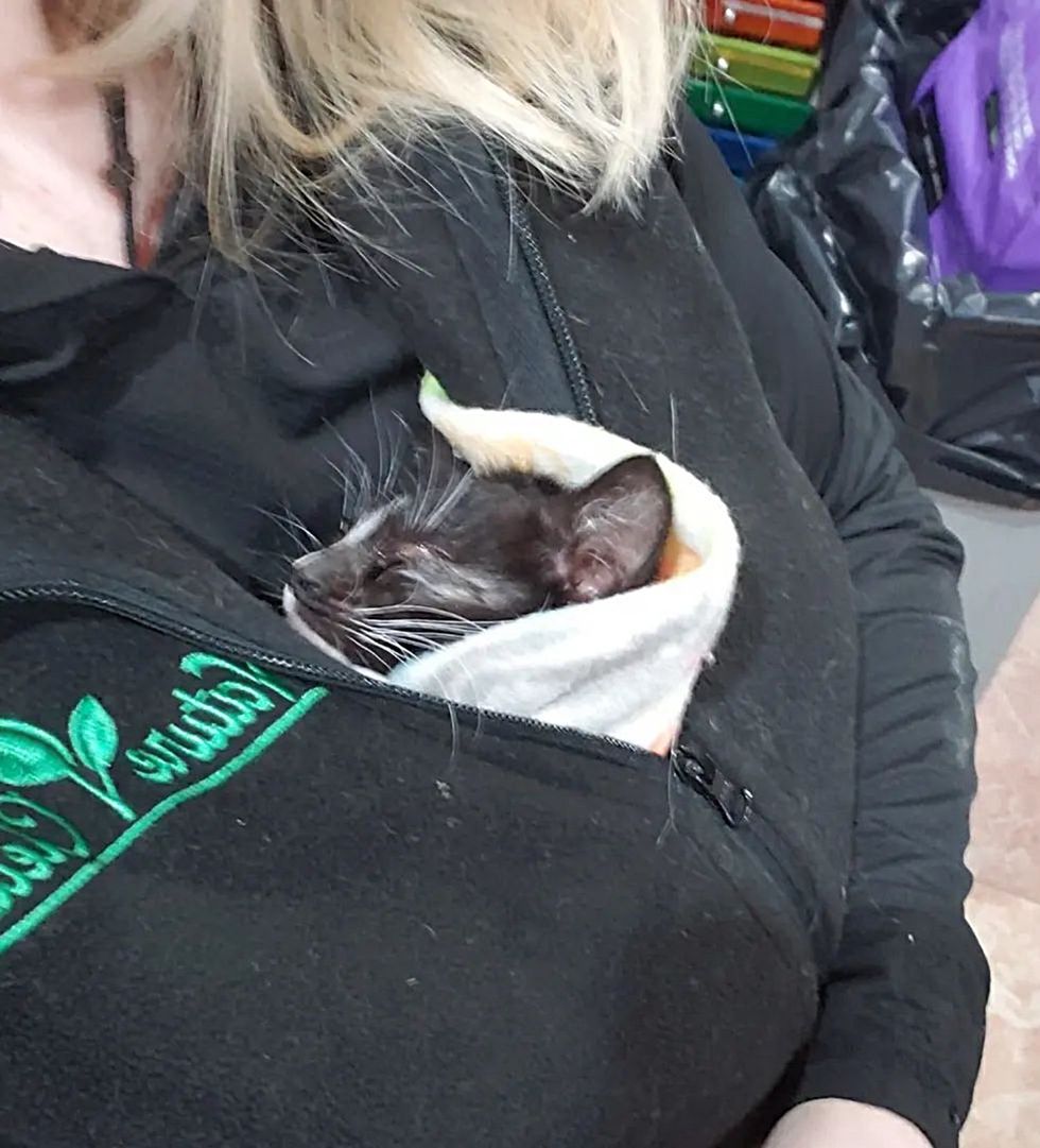 cuddling kitten jacket