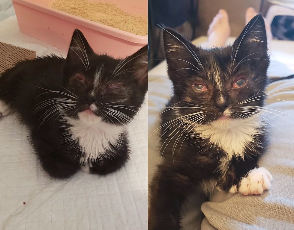 rescued tuxedo kitten