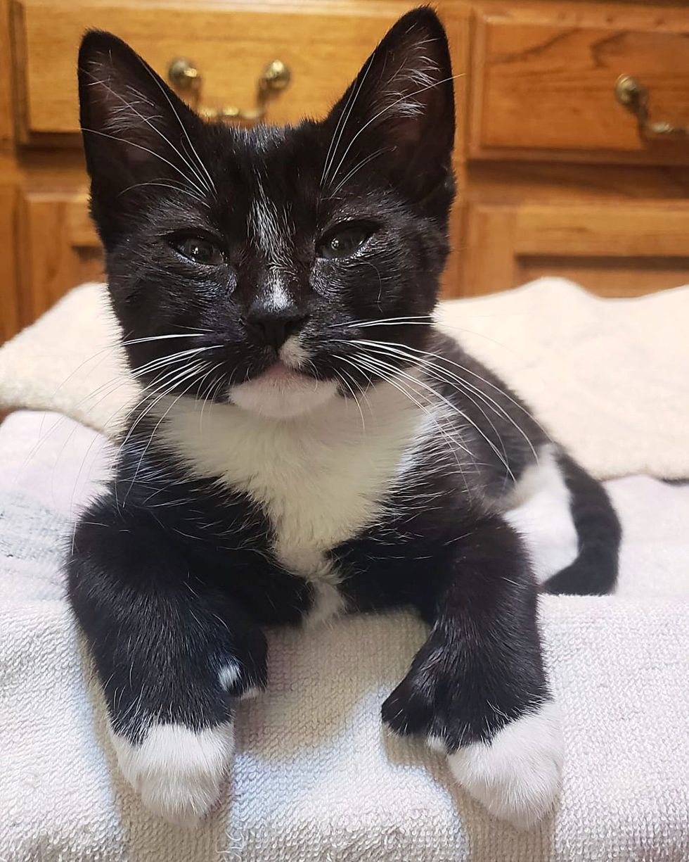 sweet kitten polydactyl paws