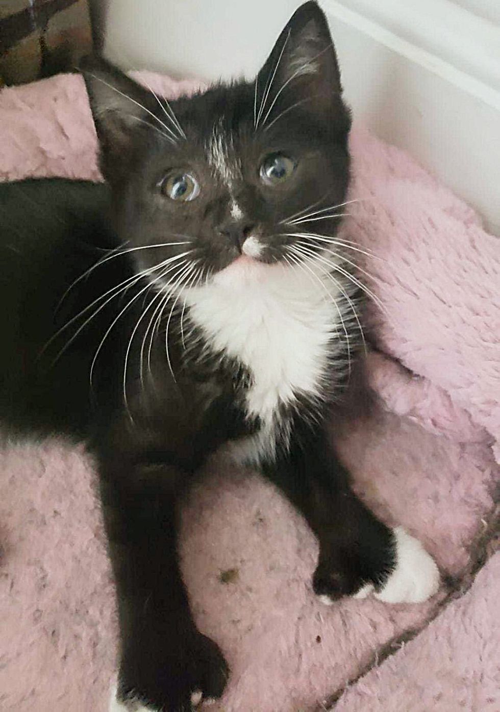 tuxedo kitten extra toes