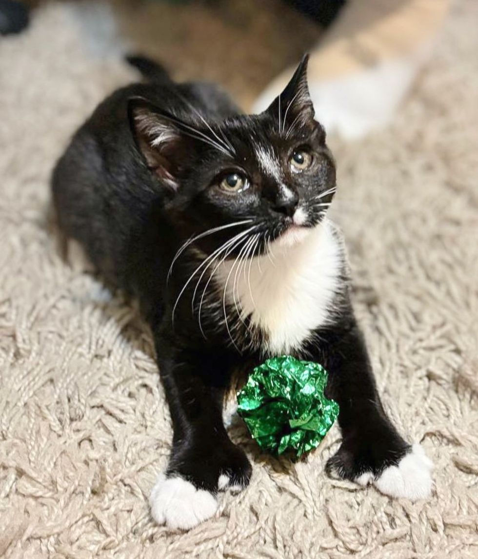 tuxedo kitten extra toes