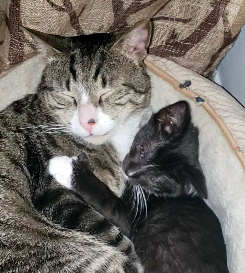 kitten cuddles tabby cat