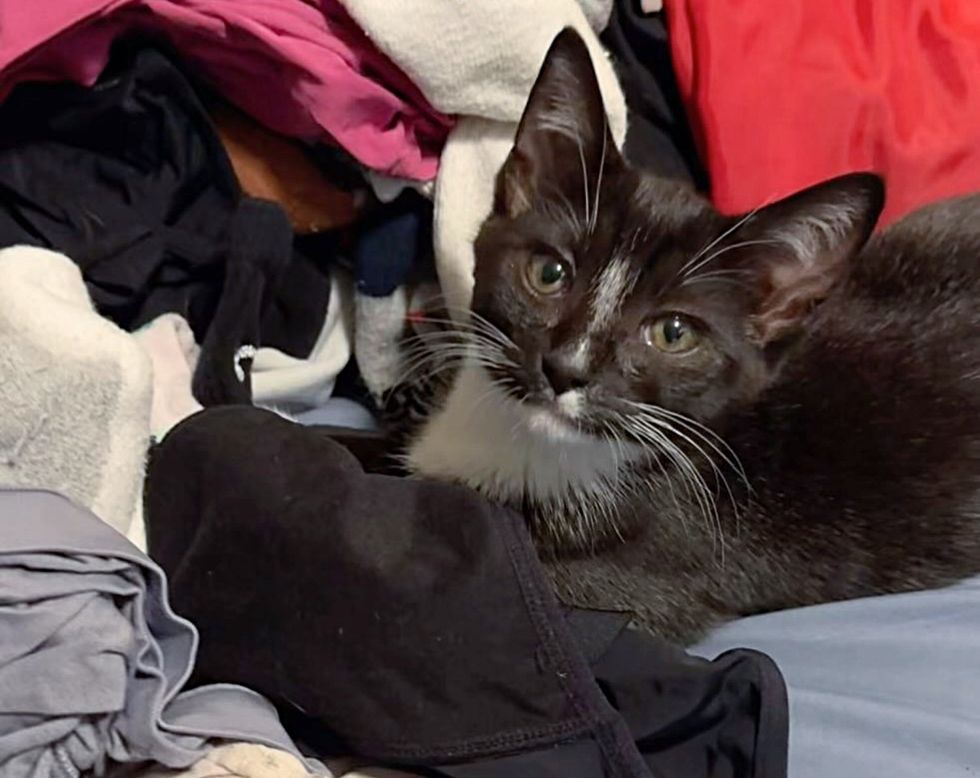 kitten laundry helper