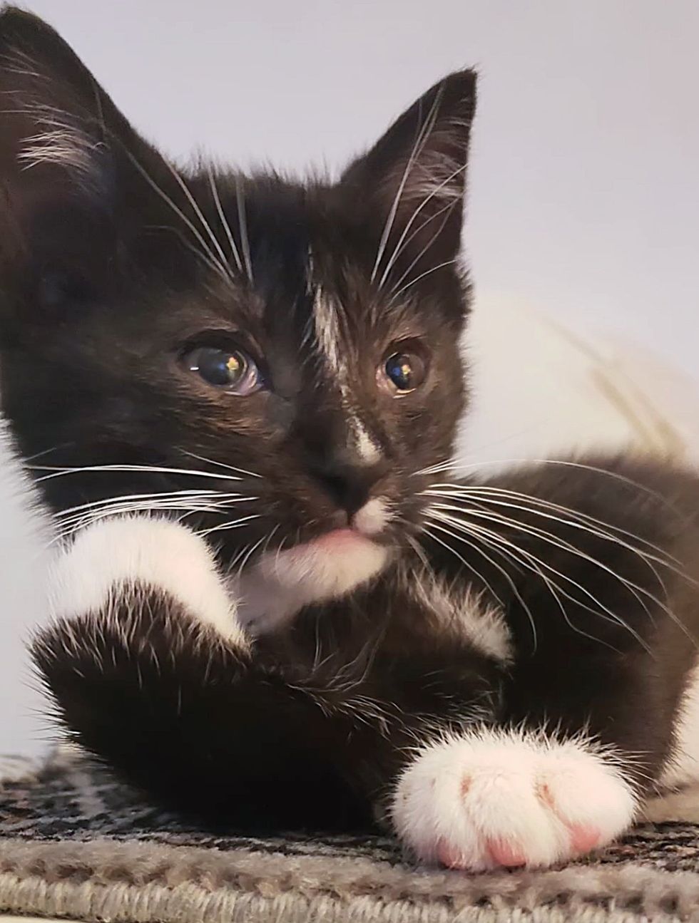 tuxedo kitten thinking paws