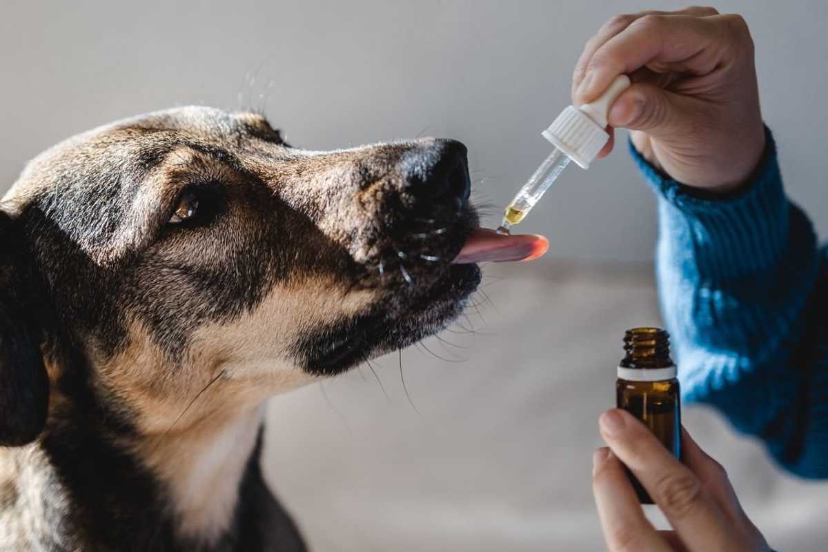 CBD for pets: How CBD is transforming pet care and offering comfort