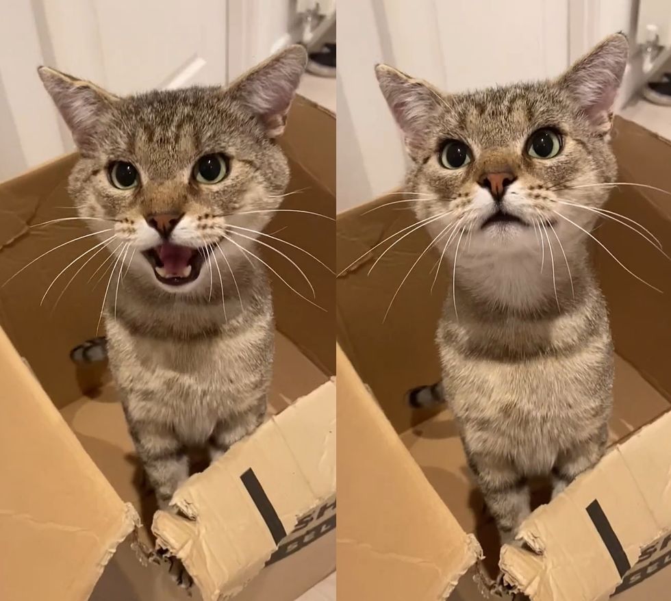 tabby cat meowing box