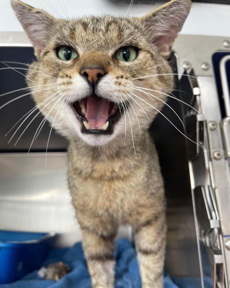 shelter tabby cat meow