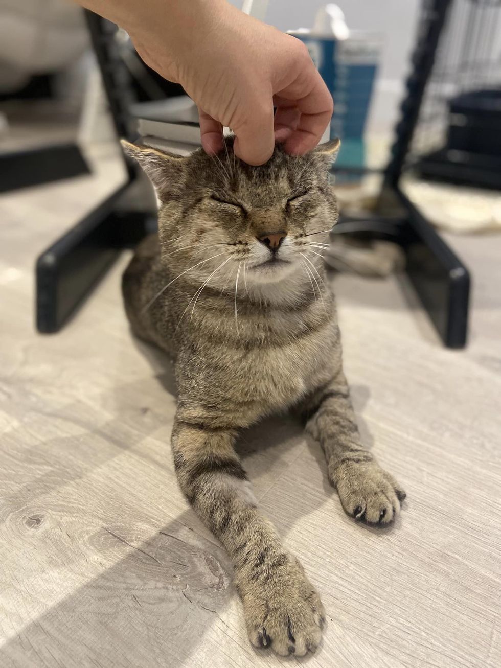 cat tabby head snuggles