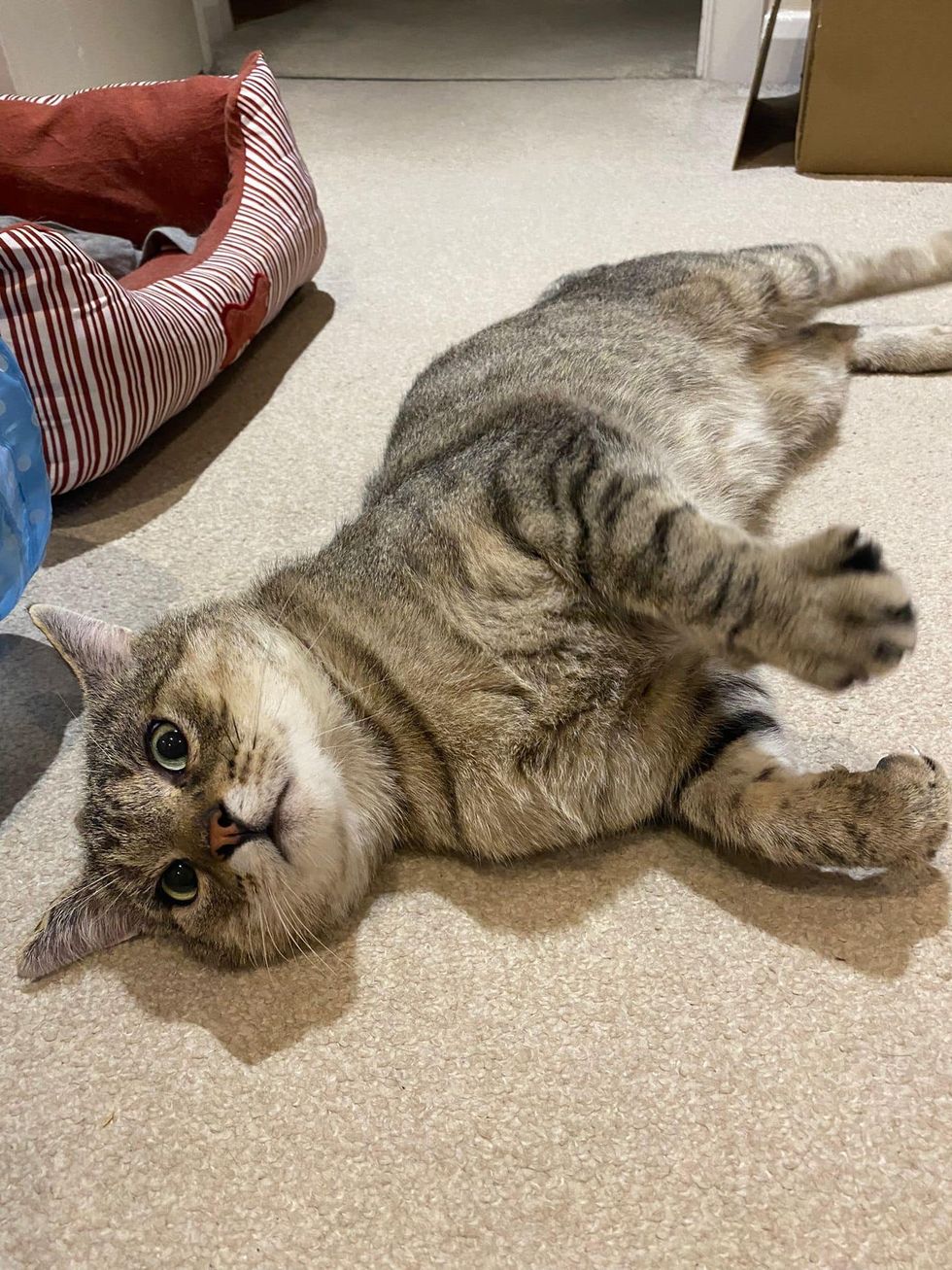 Gallery Detail: Cat Immediately Starts Seeking Attention Making Up For Those Years