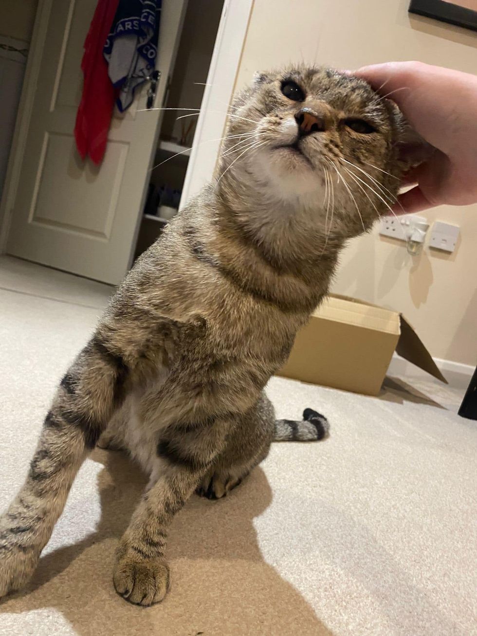 Picture Idea: Cat Immediately Starts Seeking Attention Making Up For Those Years