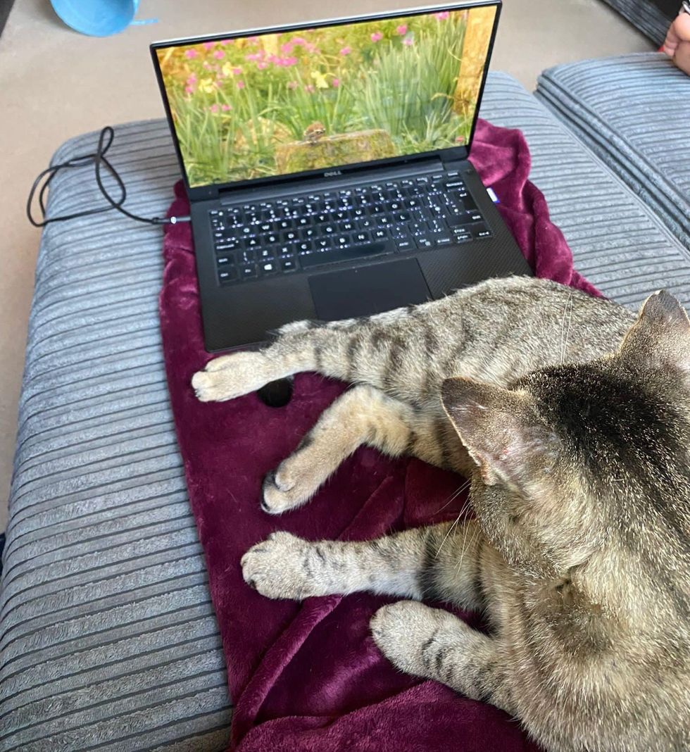 tabby cat watching tv