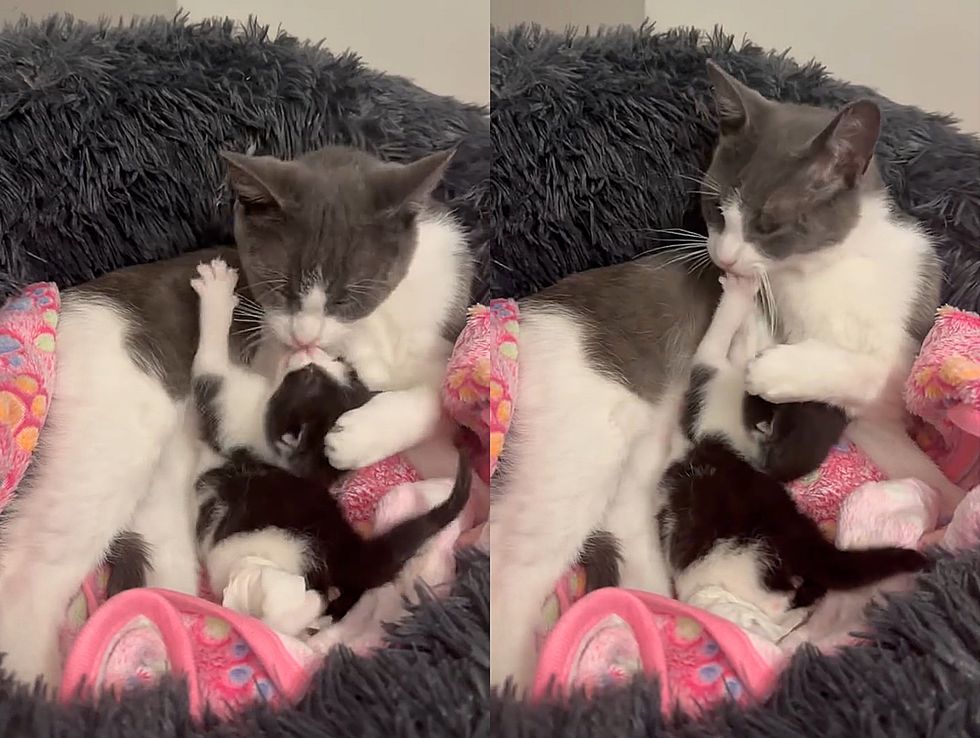 cat kitten kisses cuddles