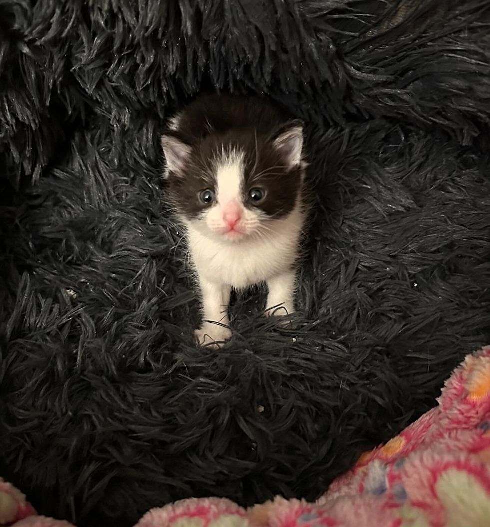 tiny kitten fluffy bed