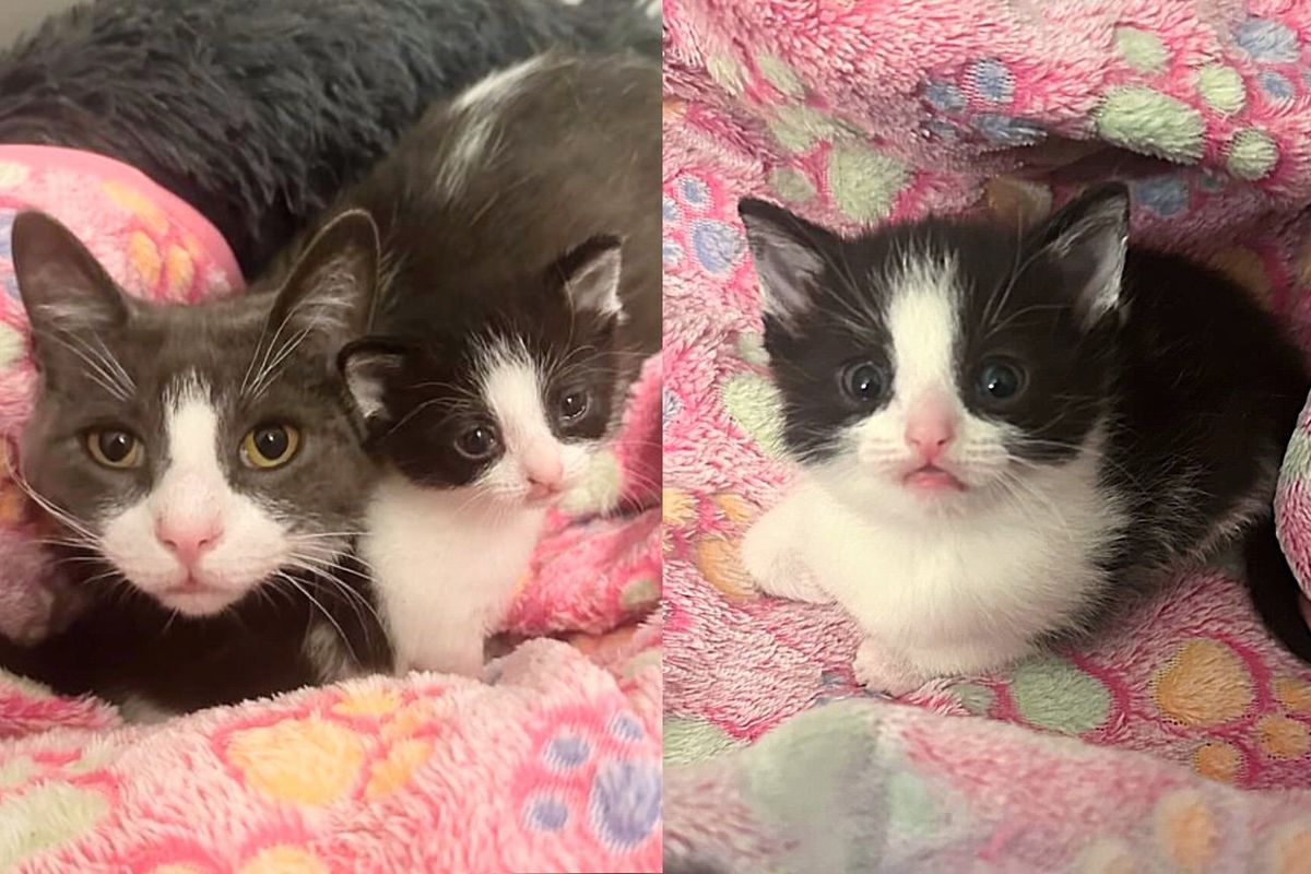 Kind Man Lets a Cat into His Home and Finds Out She Has a Single Kitten that Needs Extra Help