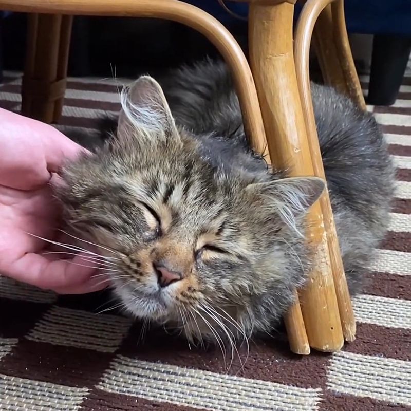 happy cat chin scratches