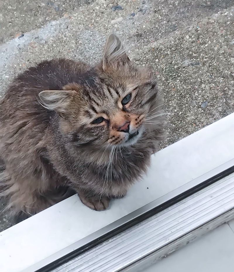 stray cat outside