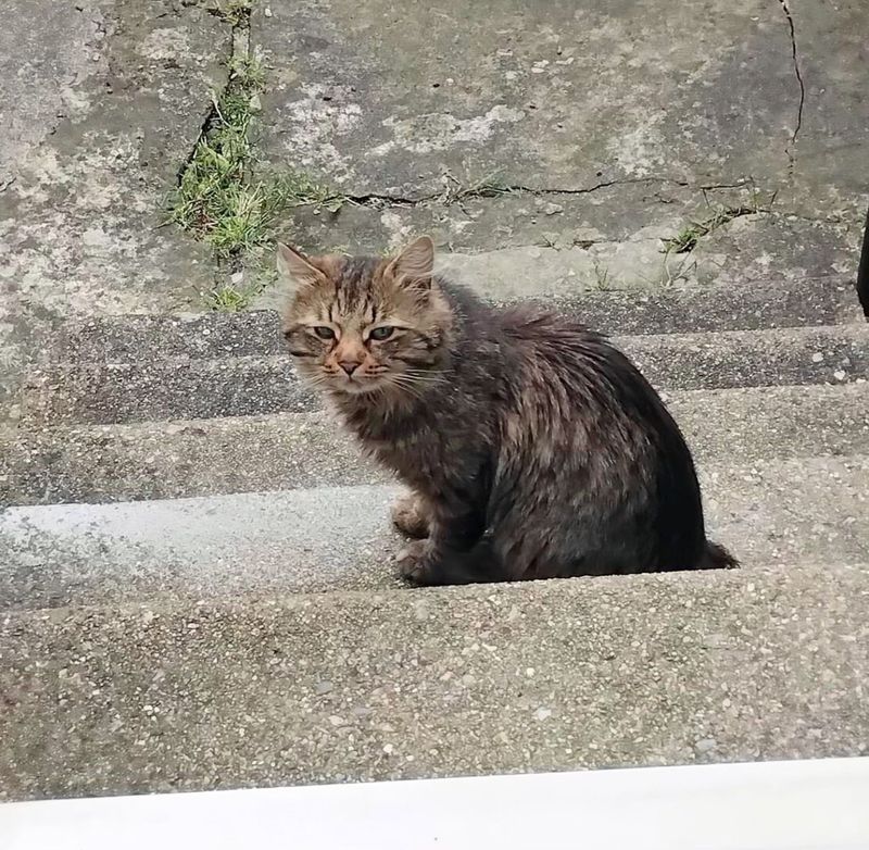 cat outside tabby