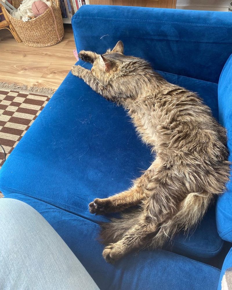 fluffy cat lounging couch