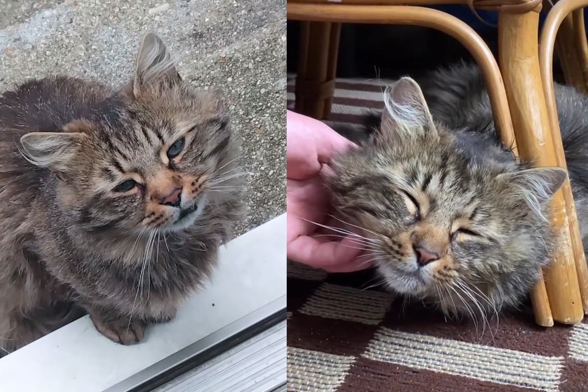 Cat Moves Between Neighbors' Gardens, His Whole World Brightens When He's Held Lovingly in Safe Home
