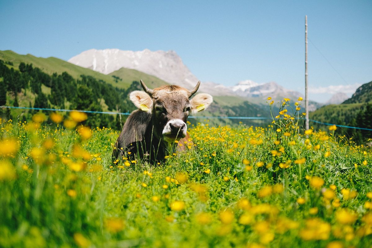 Tassa danese sulle puzzette di mucca