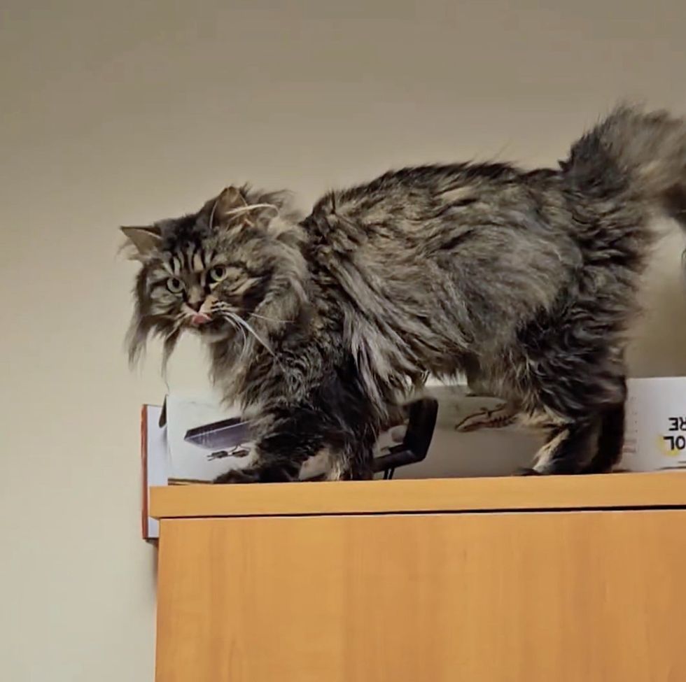 cat exploring office
