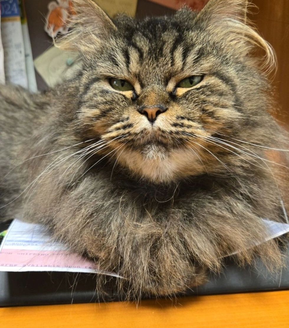 ayudante de gato de oficina