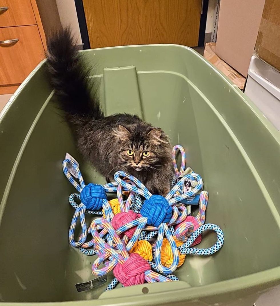 gato inspecciona juguetes