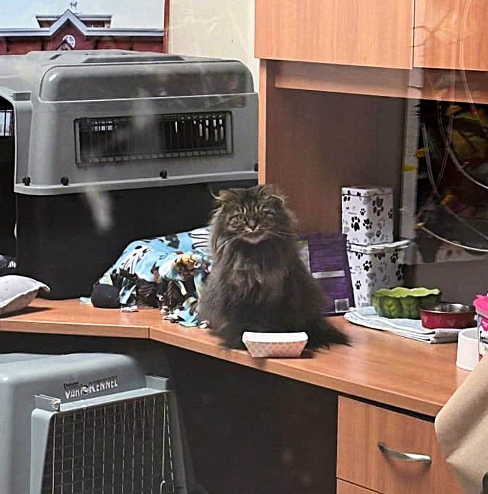 gato esponjoso espera en la oficina
