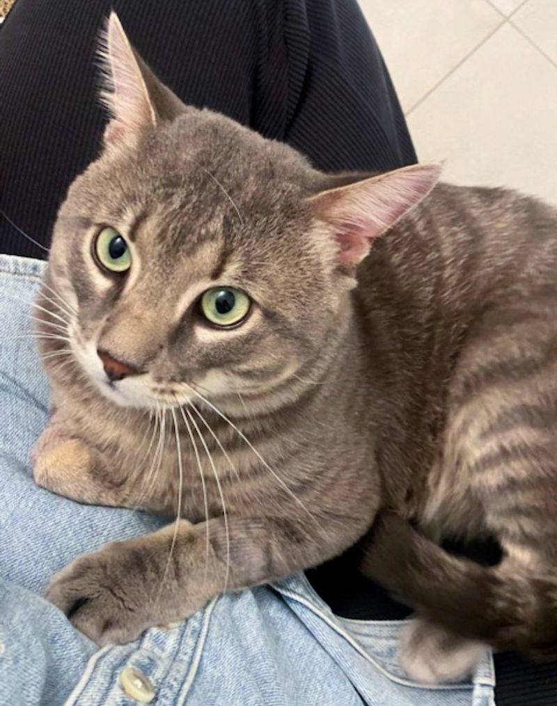 cuddly cat lap