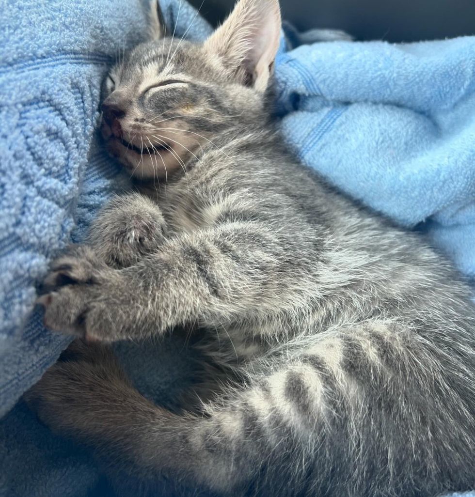 sleeping rescued kitten