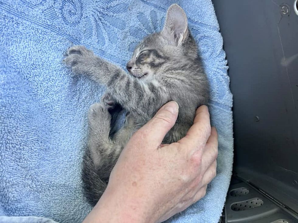 kitten sleeping rescued