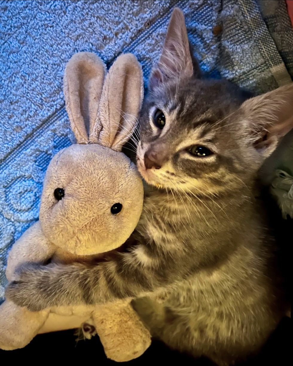 Amigos de juguete de gatito conejito