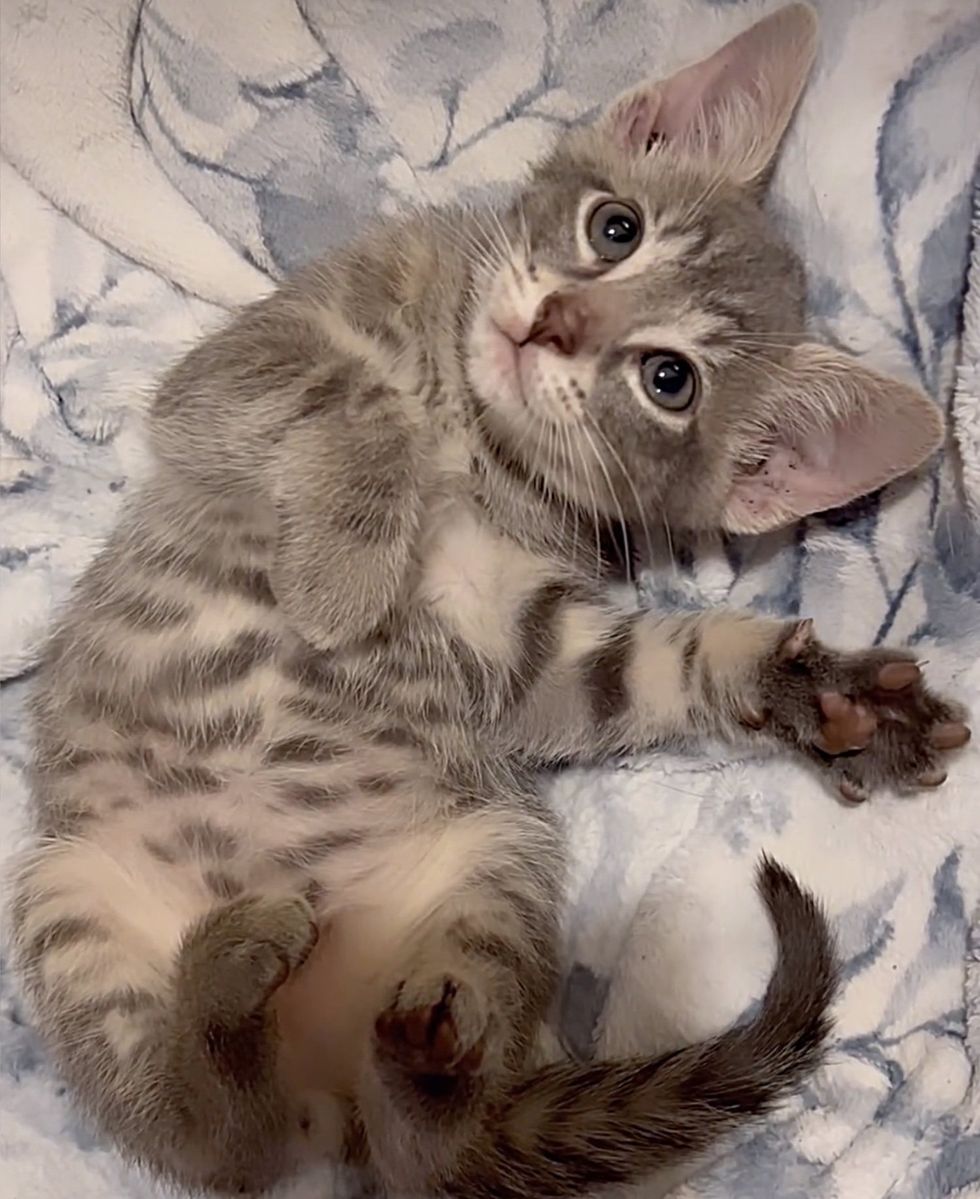 happy belly kitten paws