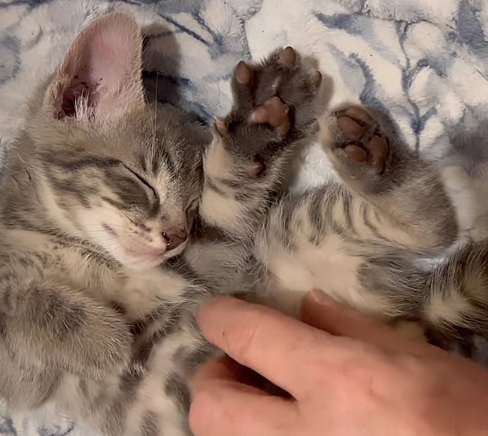 happy paws kitten