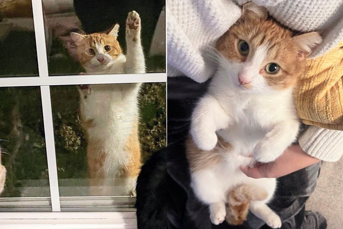Stray Cat Climbs Up a Window and Decides It's Time to Move in, Turns Out He is Sweetest Companion
