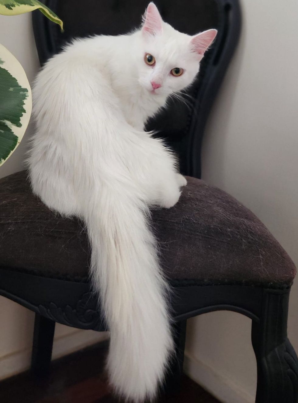 cat fluffy tail