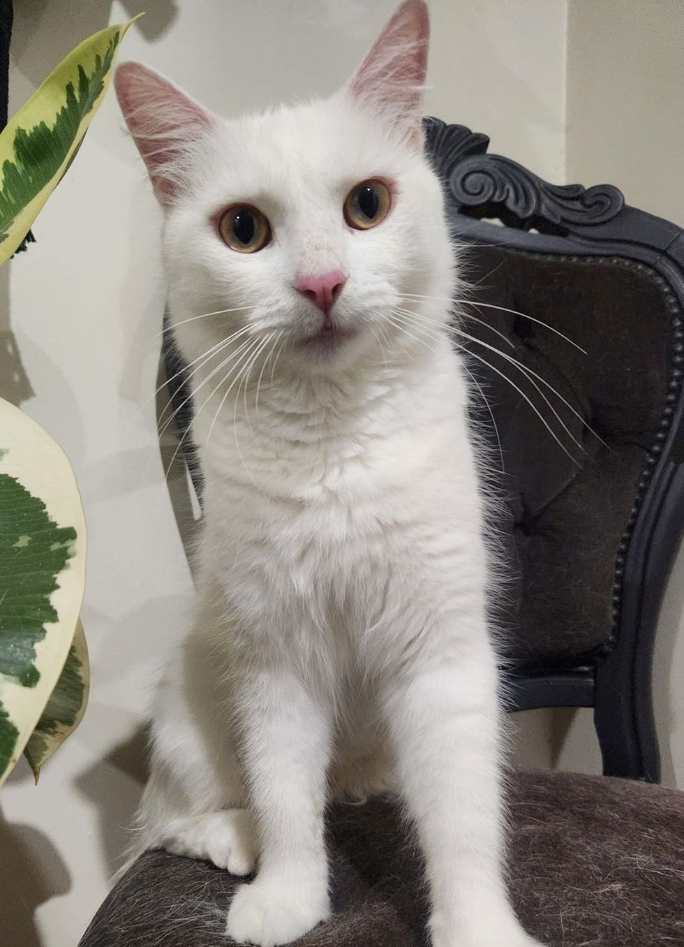 sweet white cat