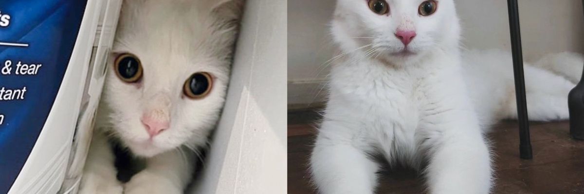 Cat Shows Up at a House Looking for Food, They Realize She's Deaf with a Heart of Gold
