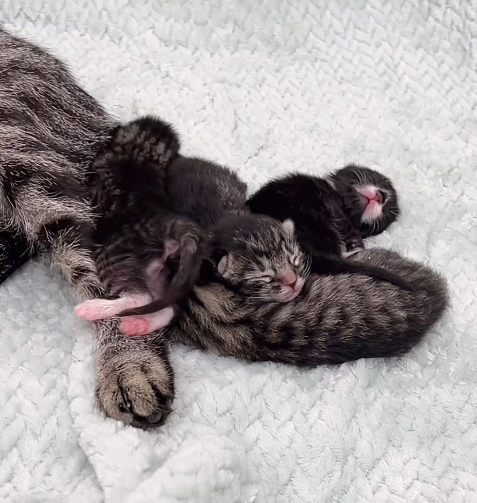 newborn kittens pile