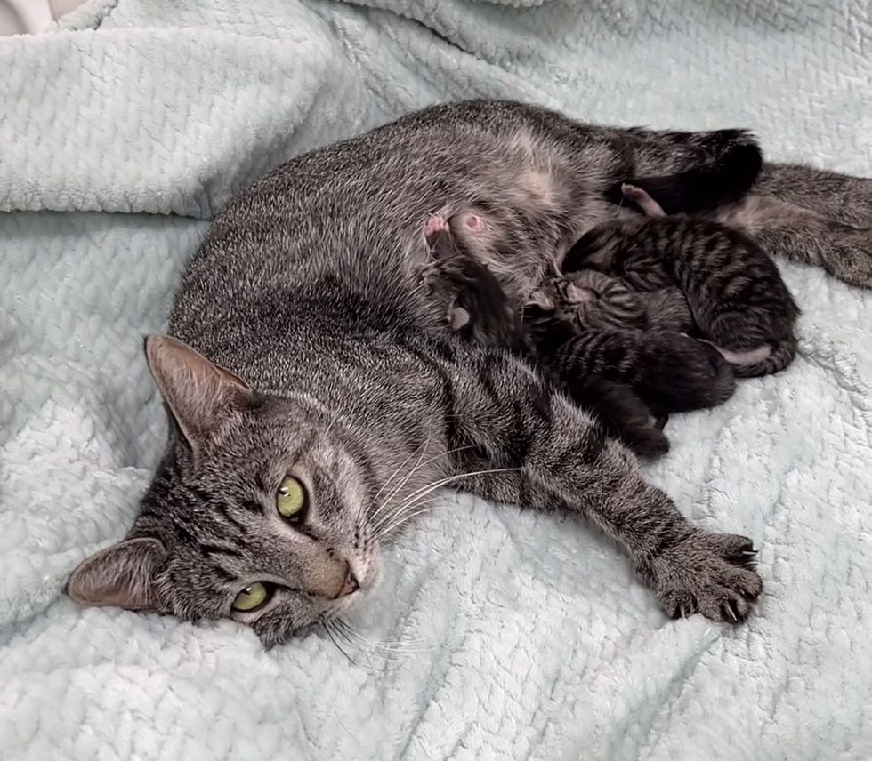 sweet cat nursing kittens