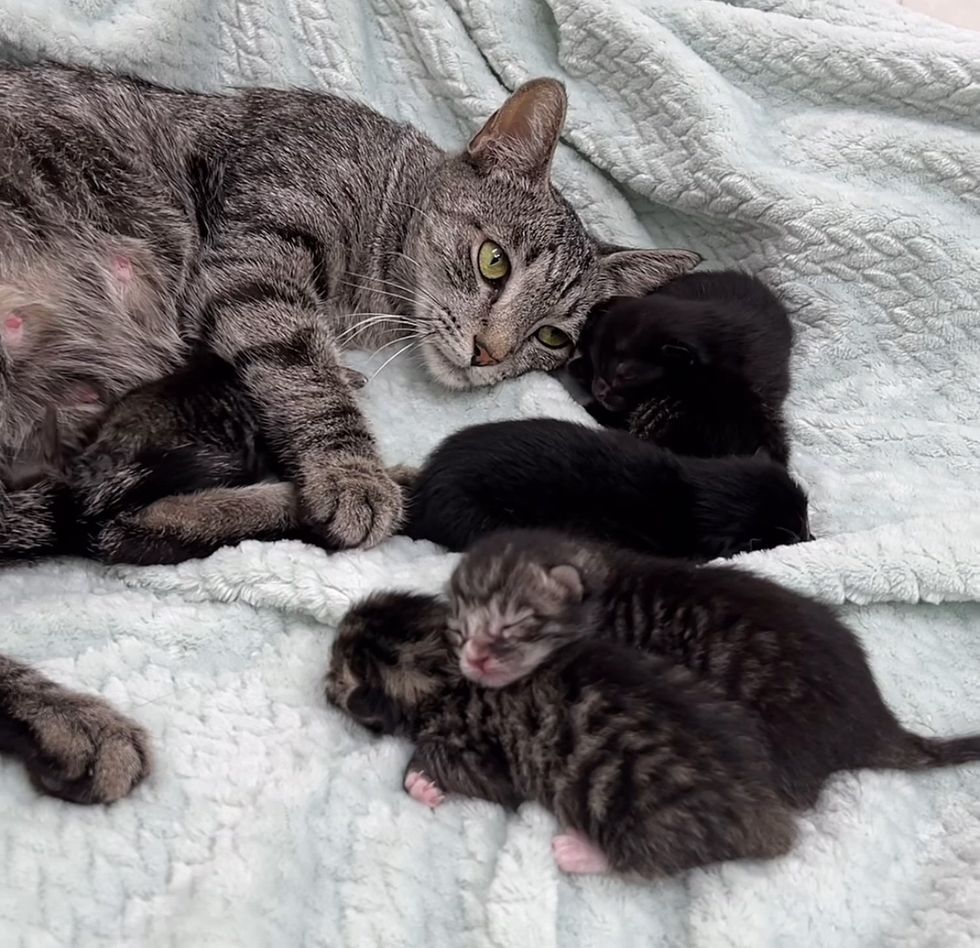 cat mom kittens sweet