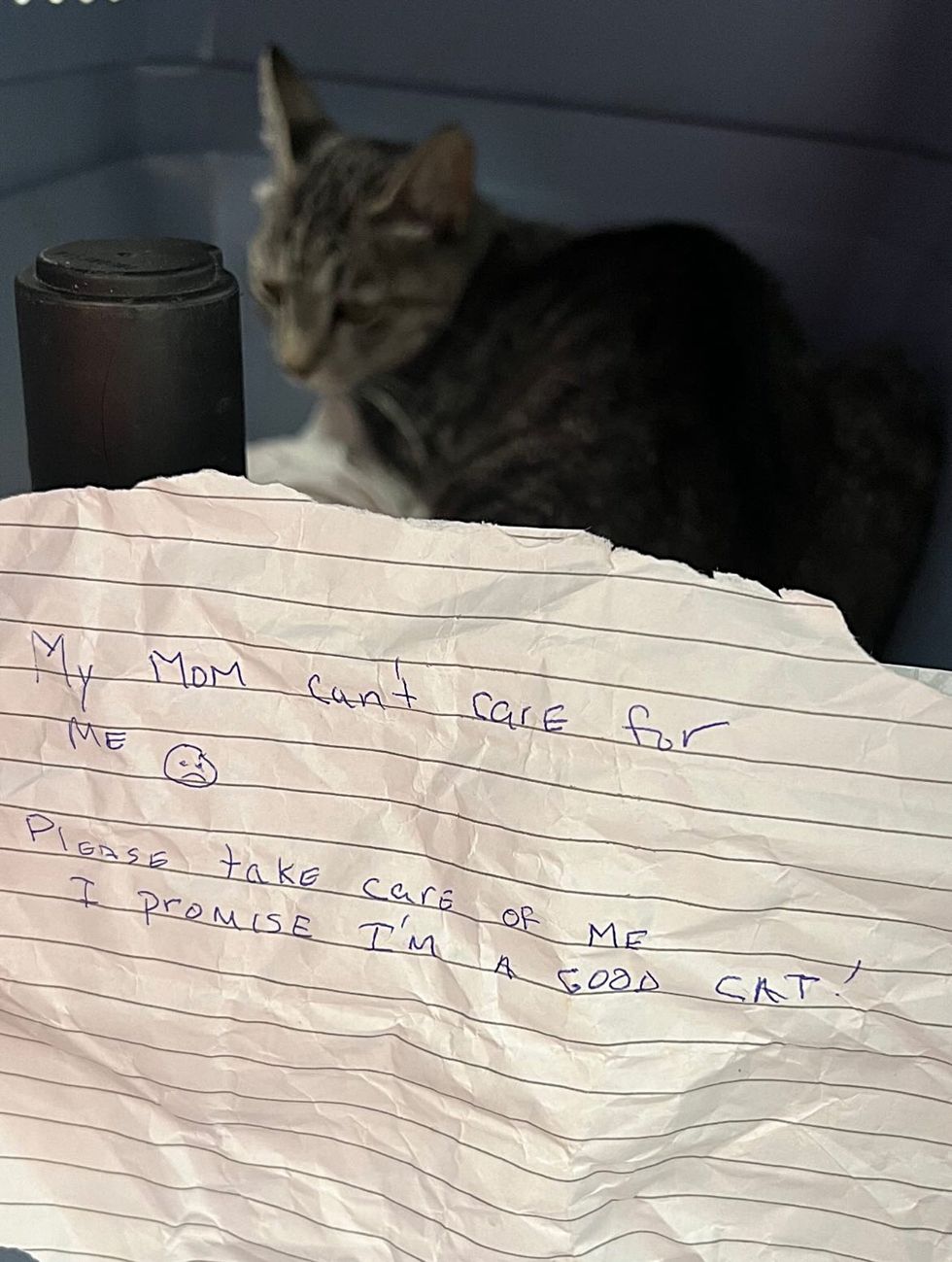 cat with note carrier