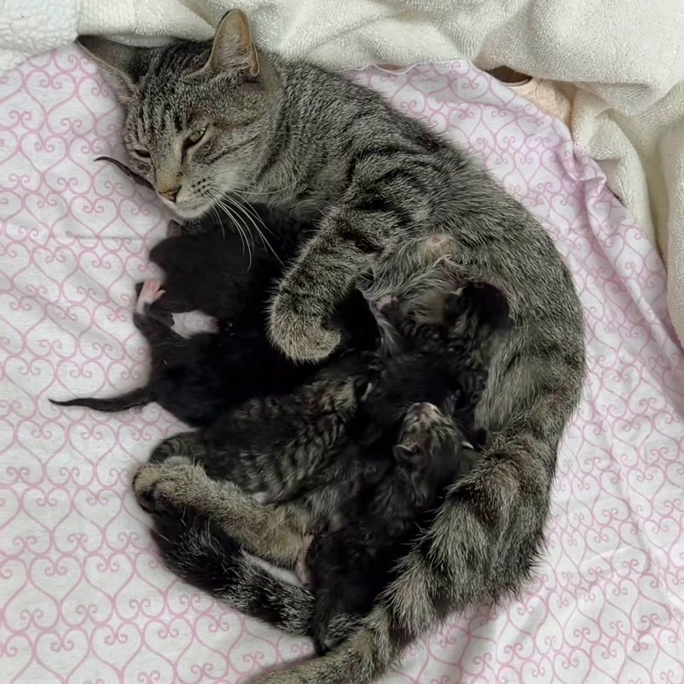 cat nursing newborn kittens